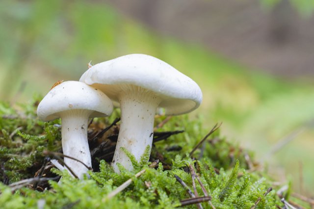 Tricholoma columbeta